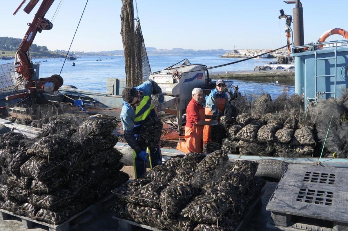 Recolección del mejillón en Galicia