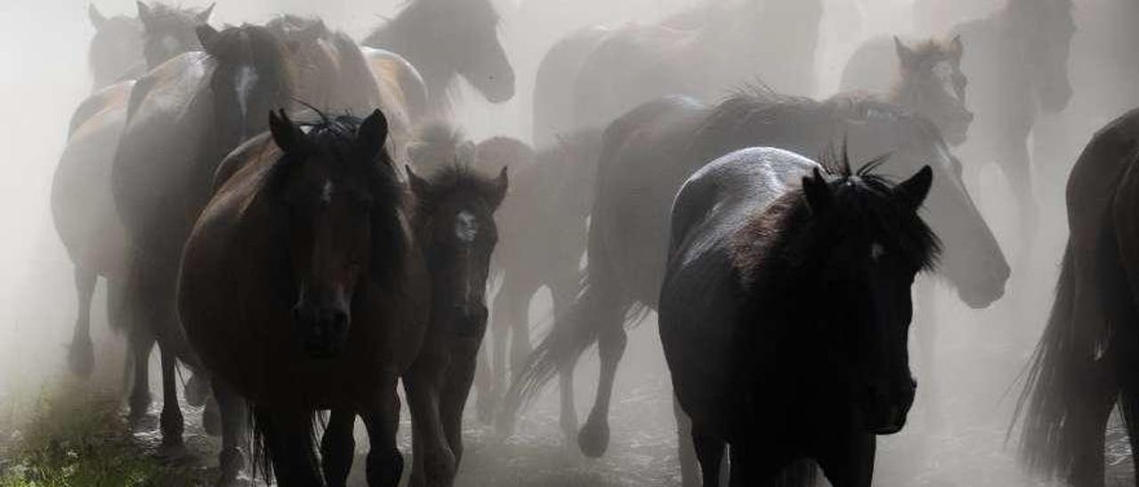 Rapa das Bestas pide ayuda con los desbroces para preservar la cabaña de O Santo. // Bernabé/Javier Lalín