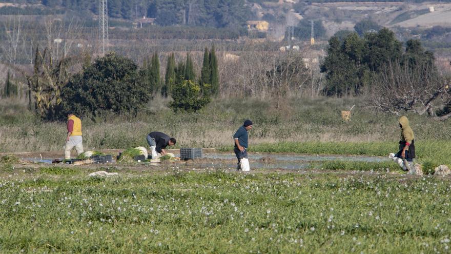 La Costera, la Canal y la Vall d&#039;Albaida pierden 300 hectáreas de cultivo en un año