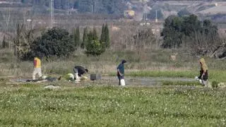 La Costera, la Canal y la Vall d'Albaida pierden 300 hectáreas de cultivo en un año