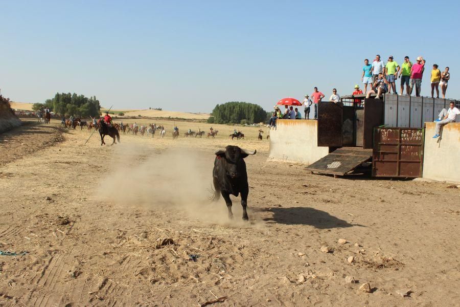 Fiestas en Zamora: Encierro en Argujillo