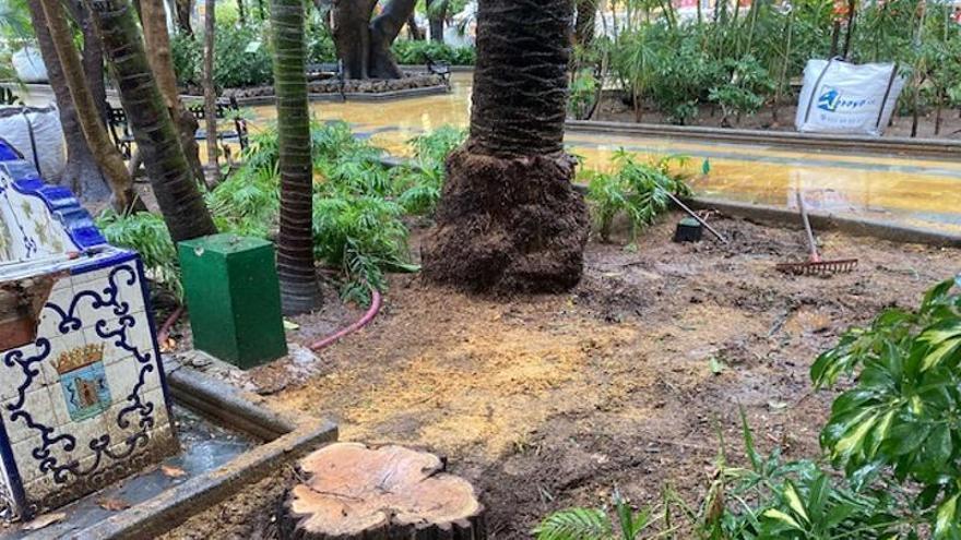 Polémica por las talas de árboles en el emblemático Paseo de La Alameda, en Marbella