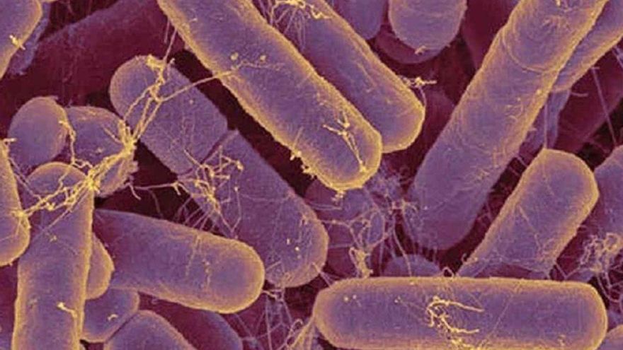 Helicobacter pylori: así son los síntomas de la infección que afecta a la mitad de la población