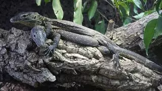 Los dragones de komodo nacidos en Bioparc Fuengirola cumplen un año