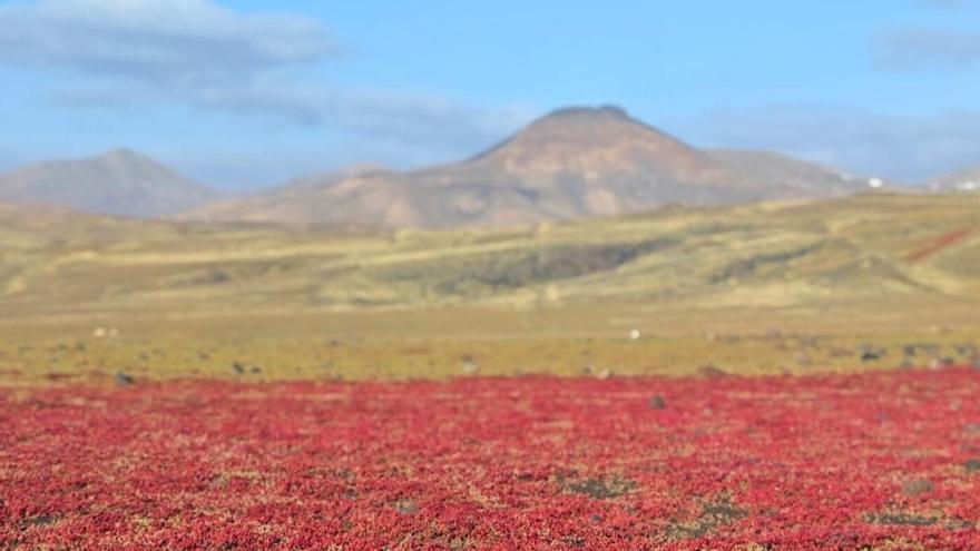 Lanzarote se tiñe de rojo tras un invierno verde: el cosco, planta clave para el gofio en tiempos de hambruna en Canarias