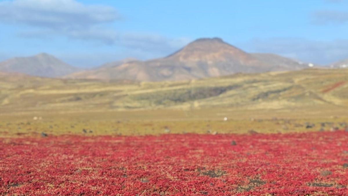 Lanzarote se tiñe de rojo tras un invierno verde: el cosco, planta clave para el gofio en tiempos de hambruna en Canarias