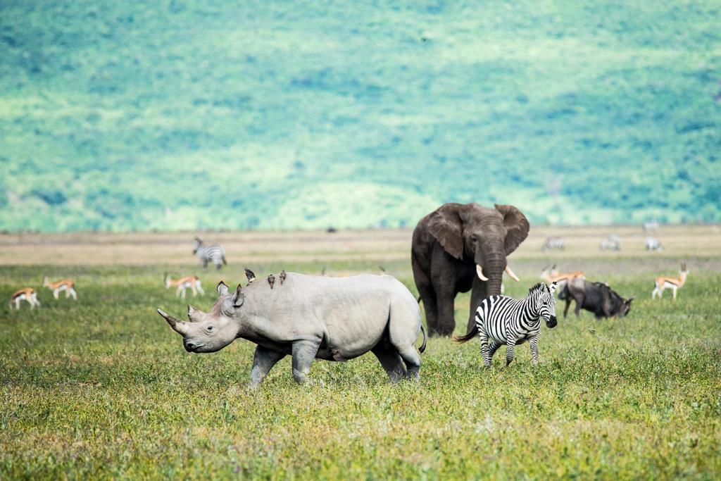 Un safari por Ngorogoro te permitirá ver los animales a una distancia que ni te imaginas.