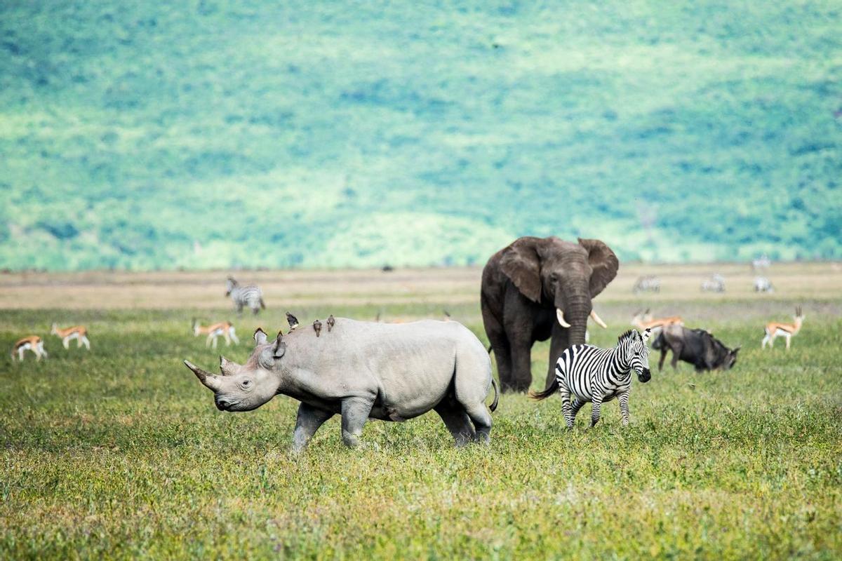 Cinco grandes en Ngorogoro