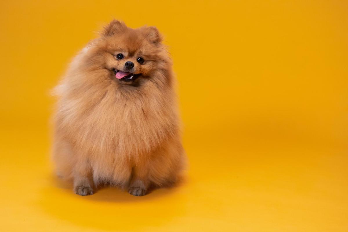 Pomerania.
