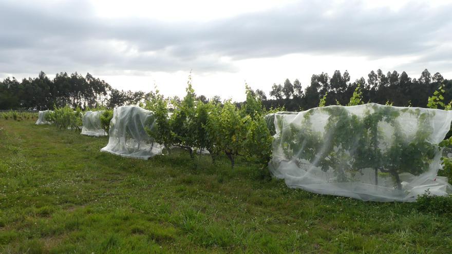 Mallas en viñedos de Paderne contra las velutinas