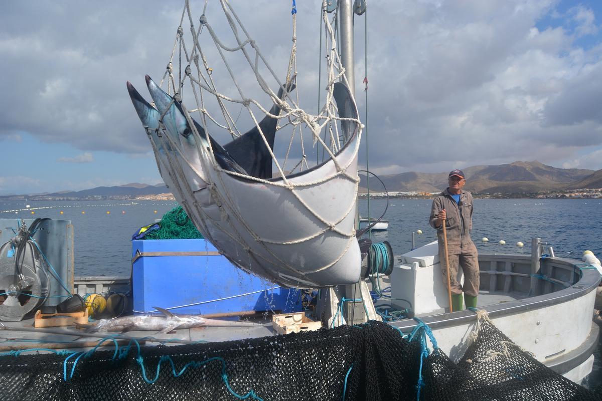 Una de las mantas, siendo izada por la grúa para devolverla al mar