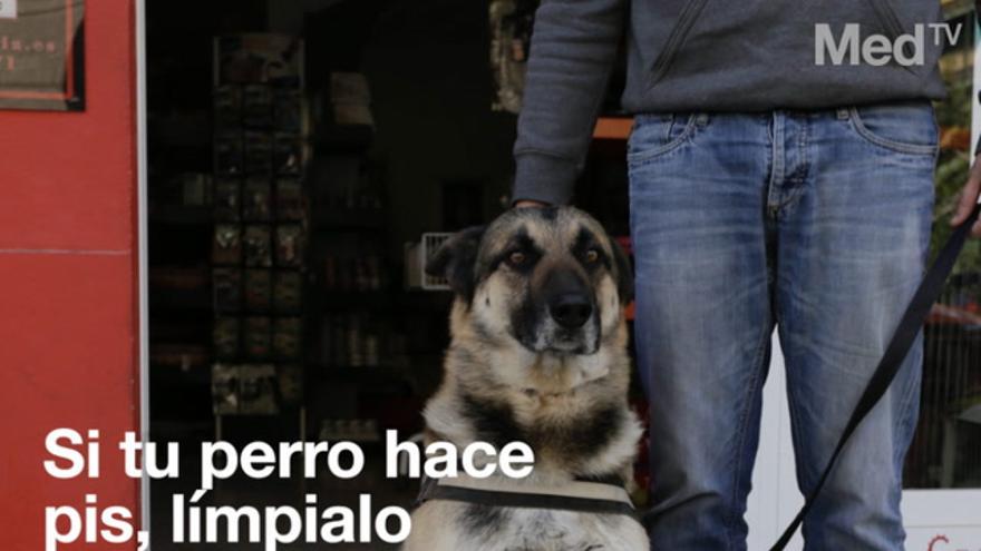 Si tu perro hace pis, límpialo en un 'plis'