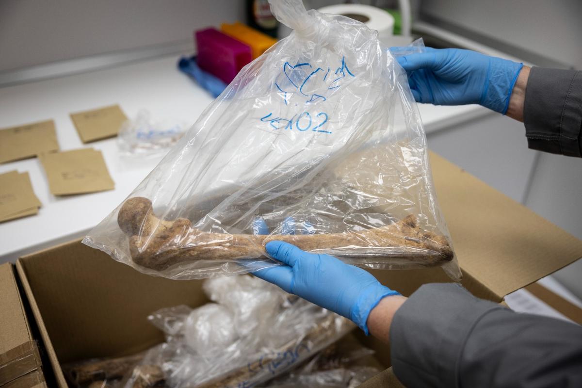 Una investigadora de Citogen muestra uno de los huesos a analizar, en una imagen de archivo.