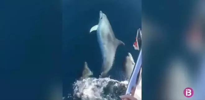 Segler entdeckt neun Delfine nahe der Playa de Palma