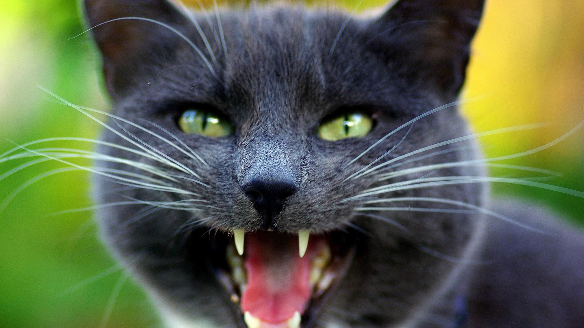 Un gato en primer plano.