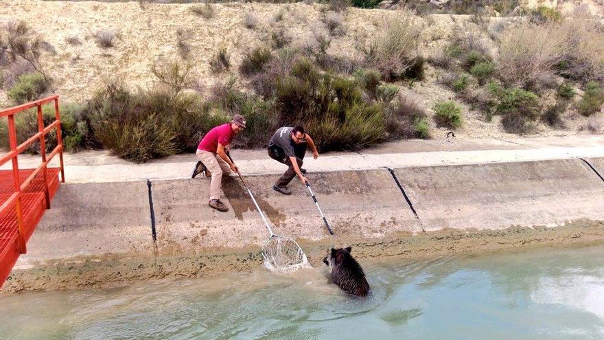 Salvan a un jabalí caído al agua en Ojós