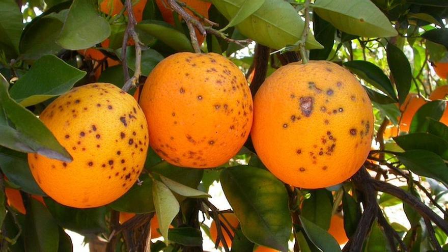 La UE intercepta los primeros envíos de naranjas y mandarinas sudafricanas infestadas de falsa polilla y mancha negra