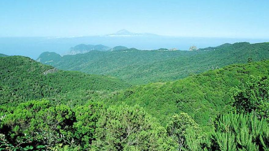 Vista del parque nacional del Garajonay de desde el Alto del Garajonay. | la provincia/dlp