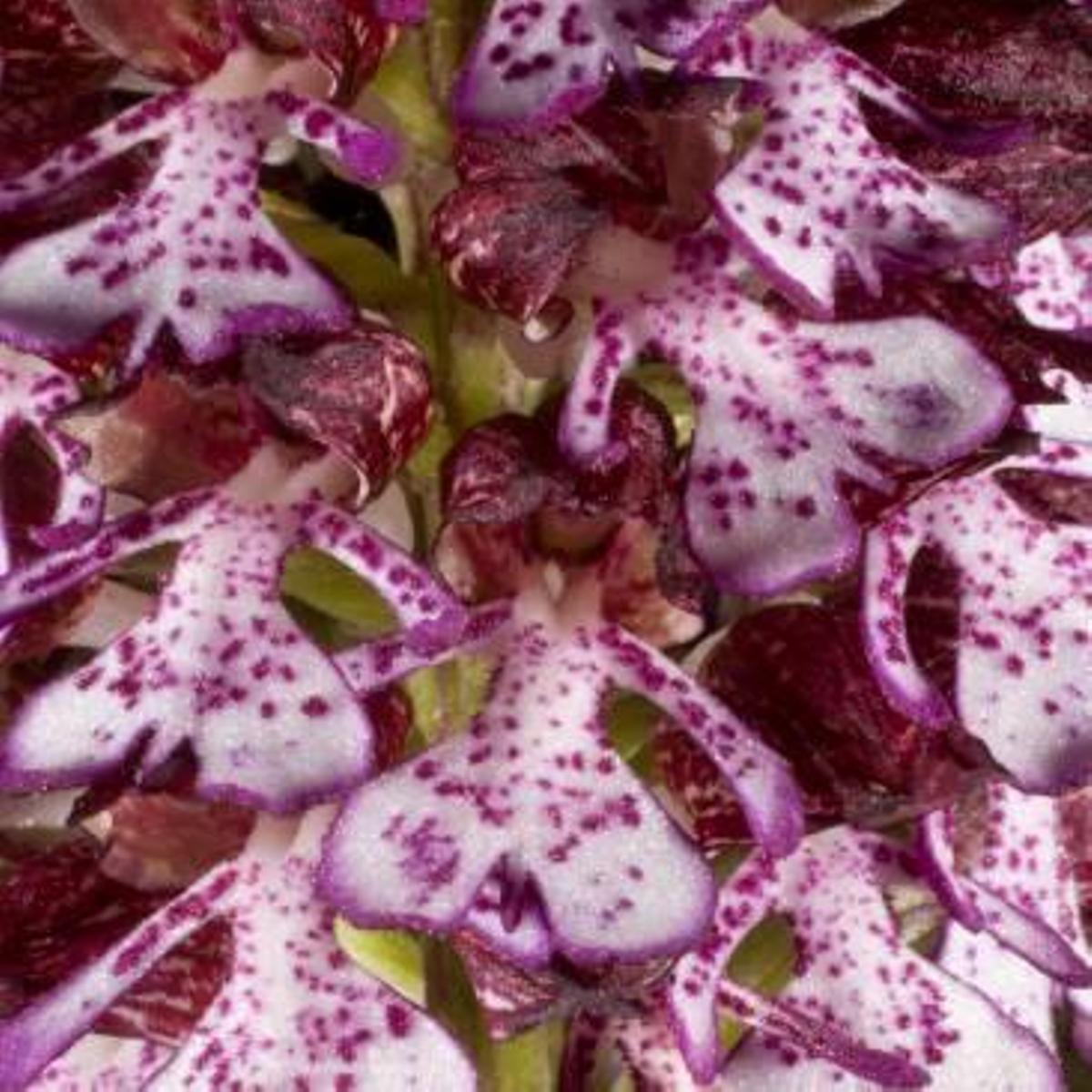 El enorme jardín botánico  de Mariola