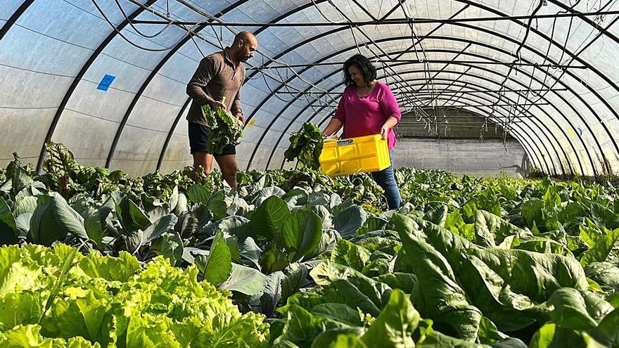 “Caleya”, programa de alimentos ecológicos para personas sin recursos