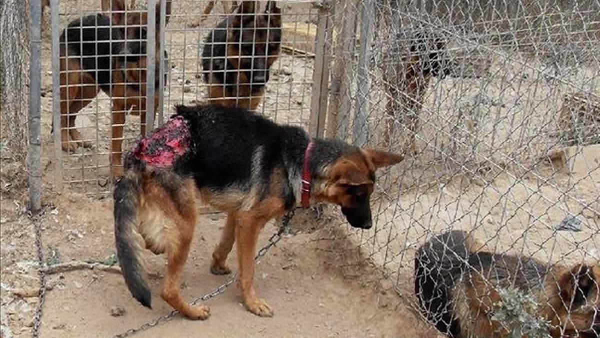 Uno de los perros hallados en la finca del Solsonès, herido en el lomo.