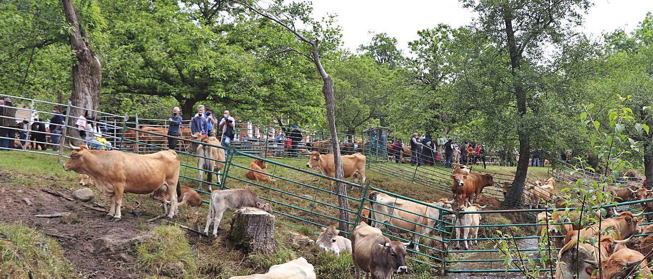 Ganado vacuno, ayer, en la feria de Corao (Cangas de Onís). | Á. F.