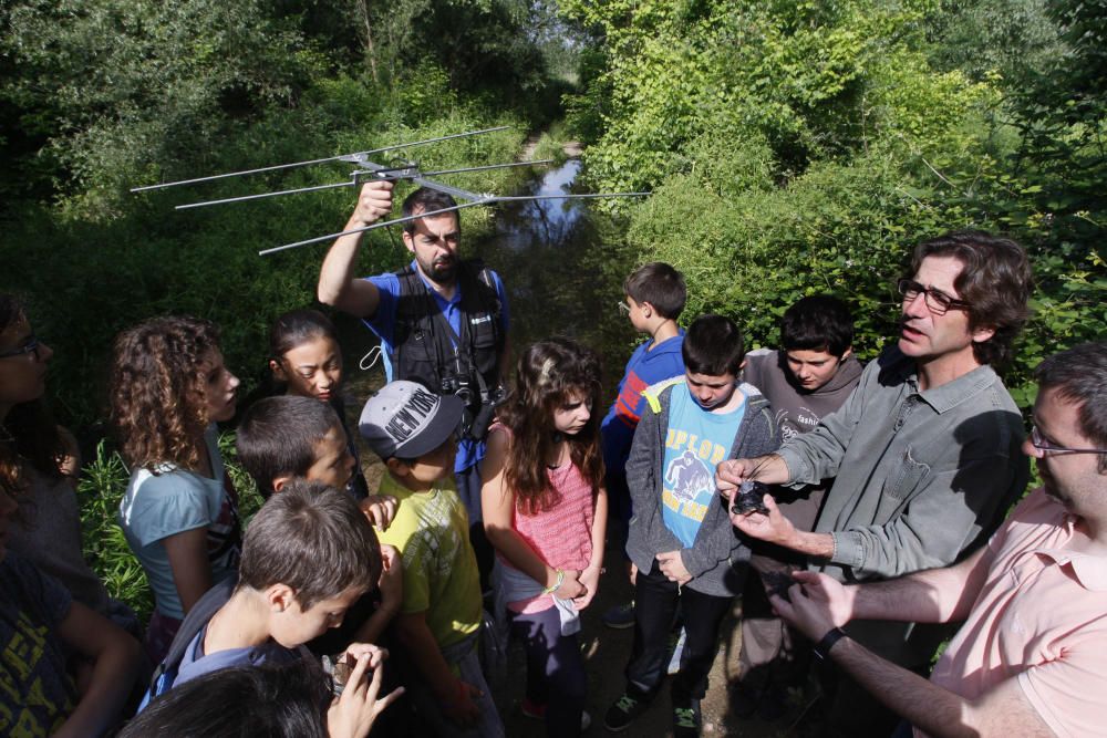 Alliberen al riu Ter diversos exemplars de tortuga d''estany