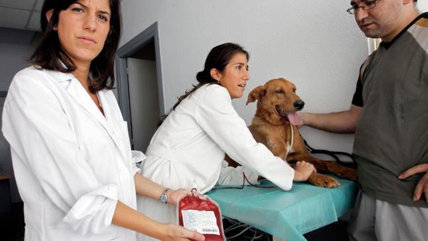 Oliver, un perro de una protectora de Valencia, dona sangre en el primer banco de sangre canino de la Comunitat Valenciana.