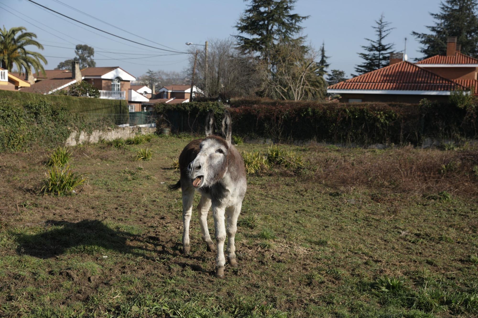 En imágenes: El lío de los cinco burros de La Guía