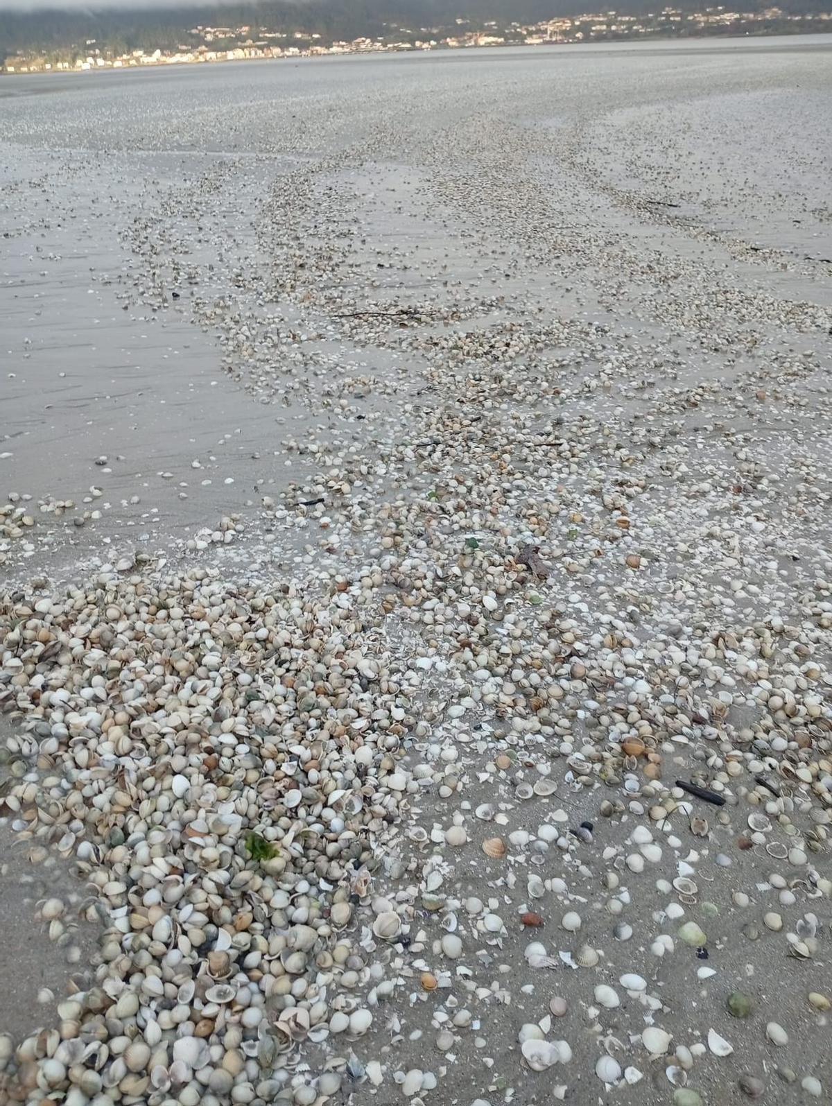 As catas cifran a mortadande do berberecho en preto do 80%.