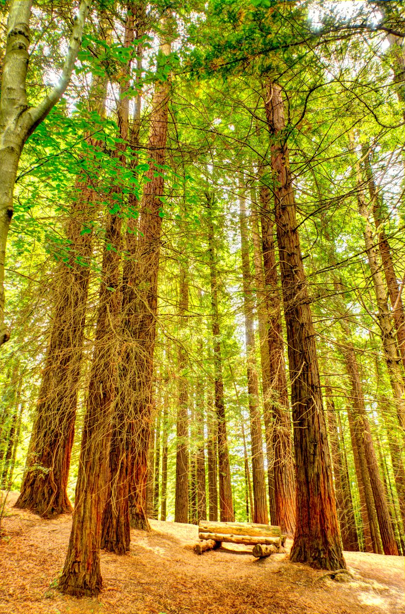 La altura de las sequoias de esta ruta impresona por su altura.
