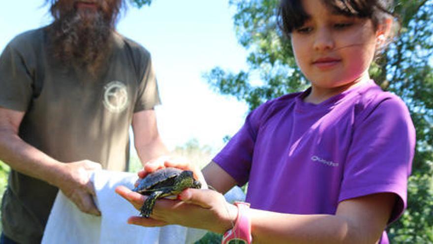 Alliberen nou tortugues d&#039;estany als Aiguamolls de l&#039;Empordà per consolidar la població d&#039;aquesta espècie