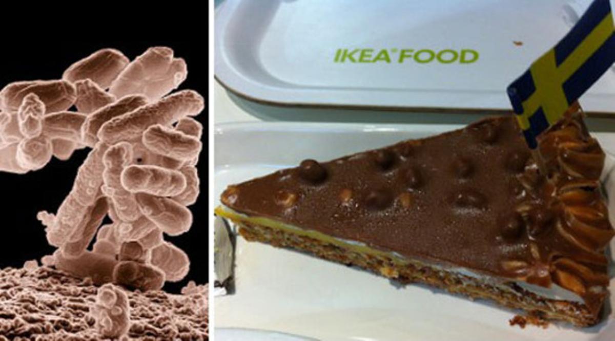 Pastís de xocolata del menú Ikea. A l’esquerra, un bacteri d’E.coli.