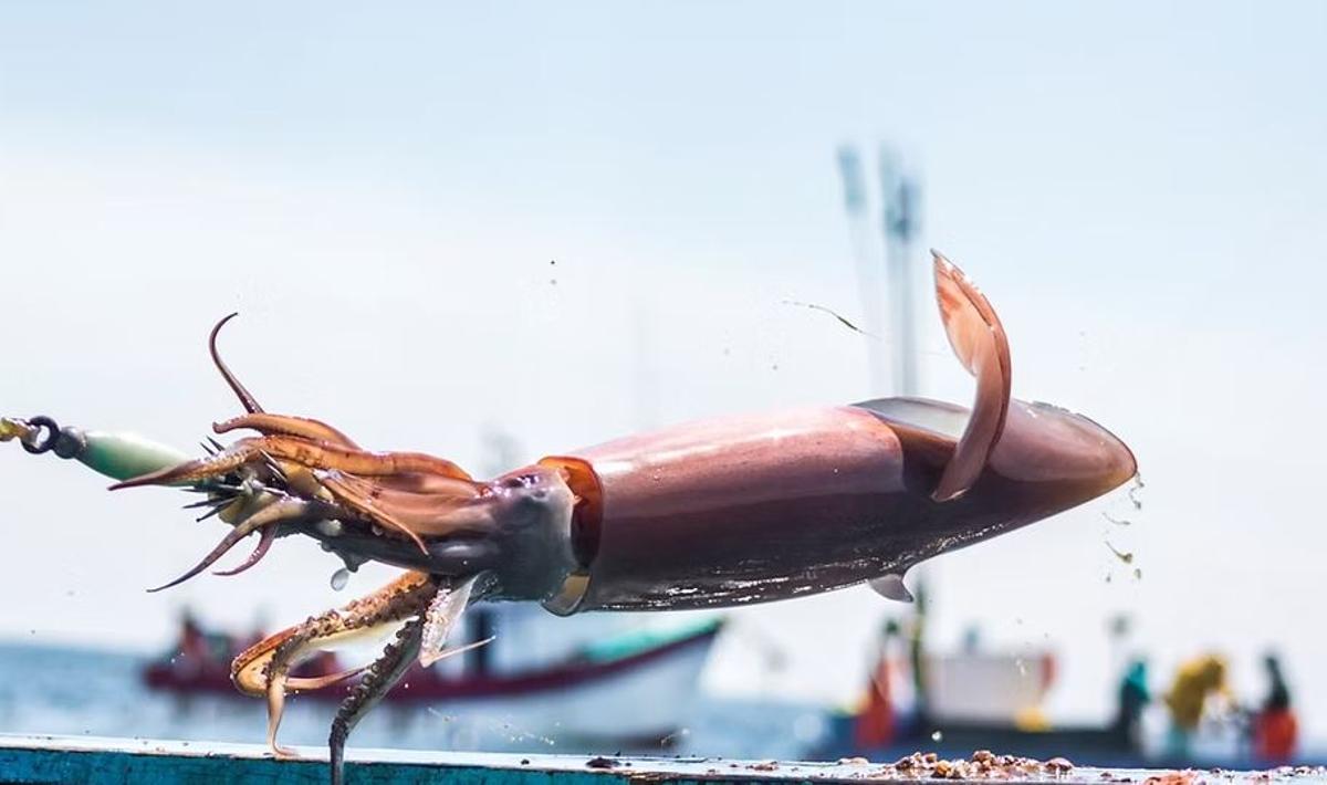 Ejemplar de potón capturado por un barco artesanal peruano