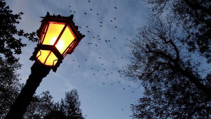 Una bandada de estorninos sobrevuela el Campo San Francisco.