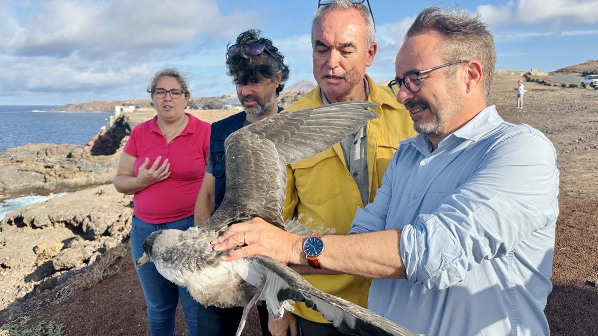 GRAN CANARIA | Liberan en el Faro de Sardina una decena de pardelas rescatadas GRAN CANARIA | Liberan en el Faro de Sardina una decena de pardelas rescatadas
