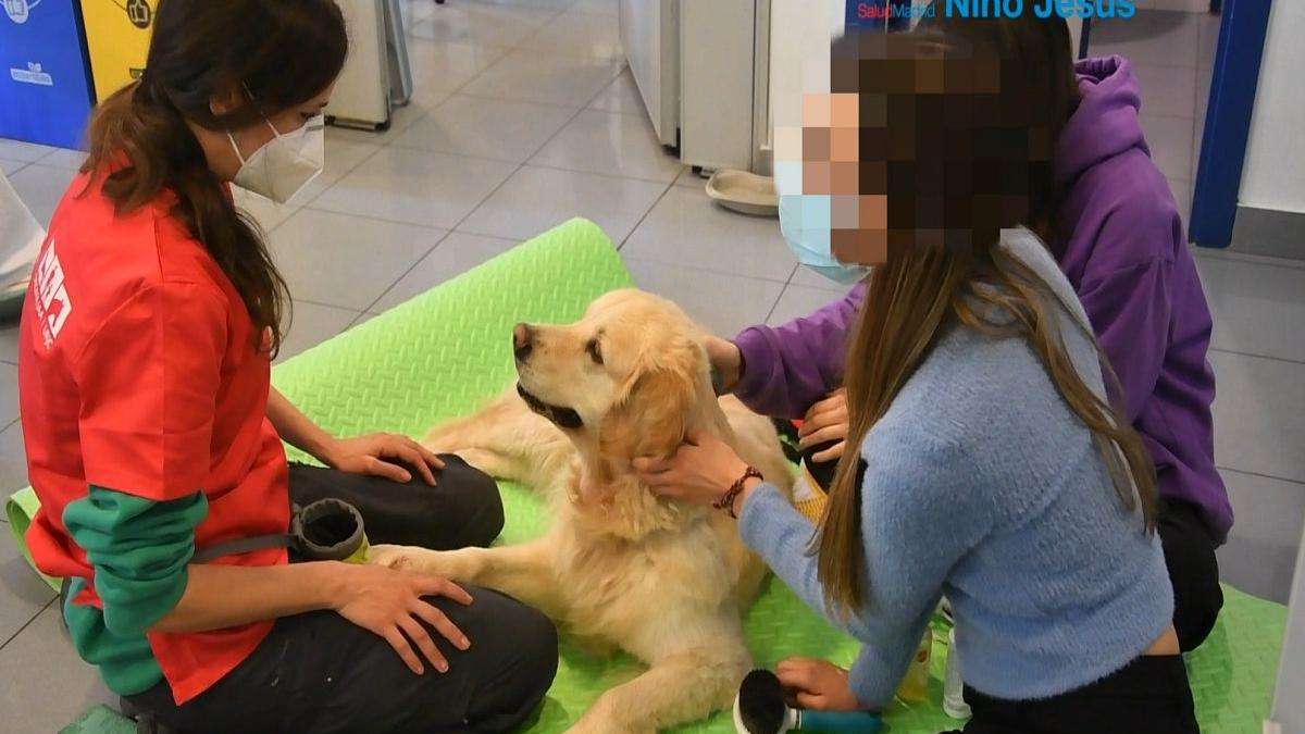 El trabajar con perros una vez a la semana mejora los trastornos de conducta alimentaria de las pacientes adolescentes