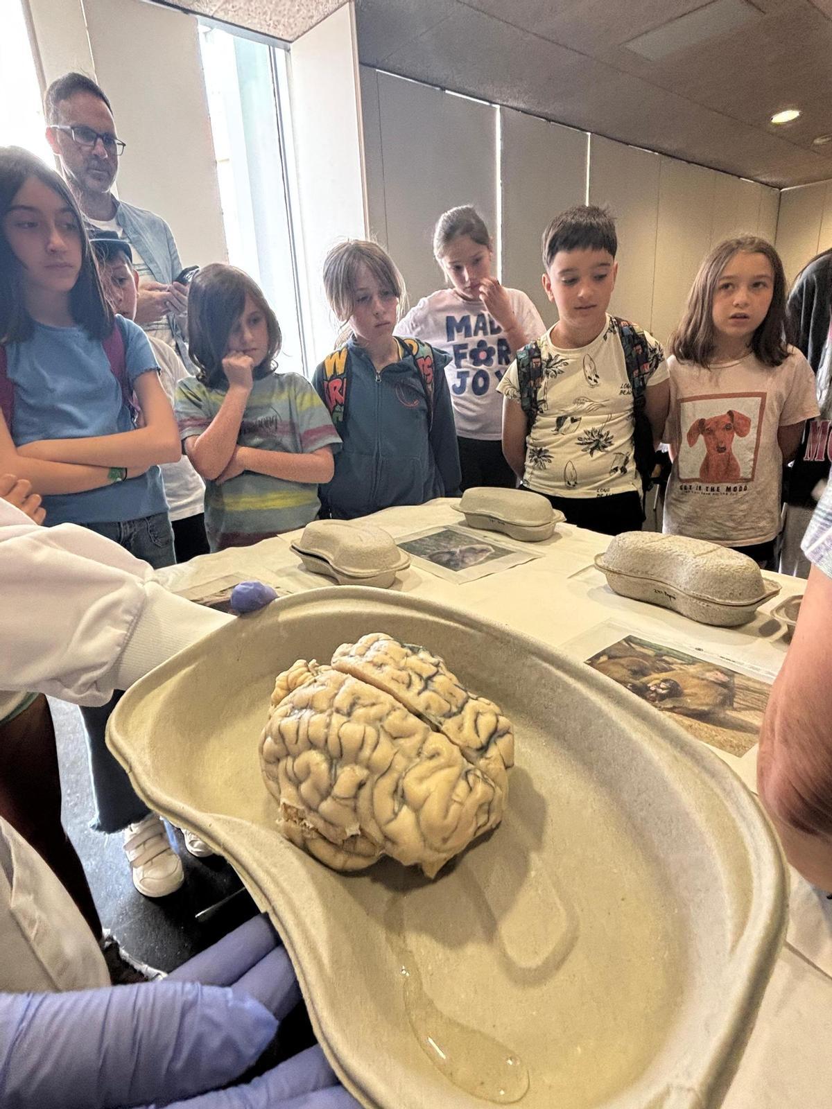 La actividad incluía talleres prácticos en los que los escolares observaron y compararon esos cerebros de diferentes especies