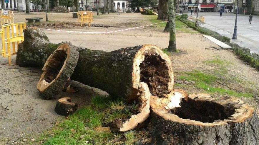 Uno de los árboles talados, totalmente hueco en su interior. // G. Santos