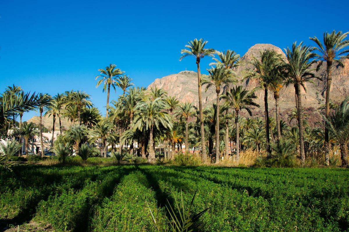 Palmeral de Orihuela, el segundo más grande de Europa