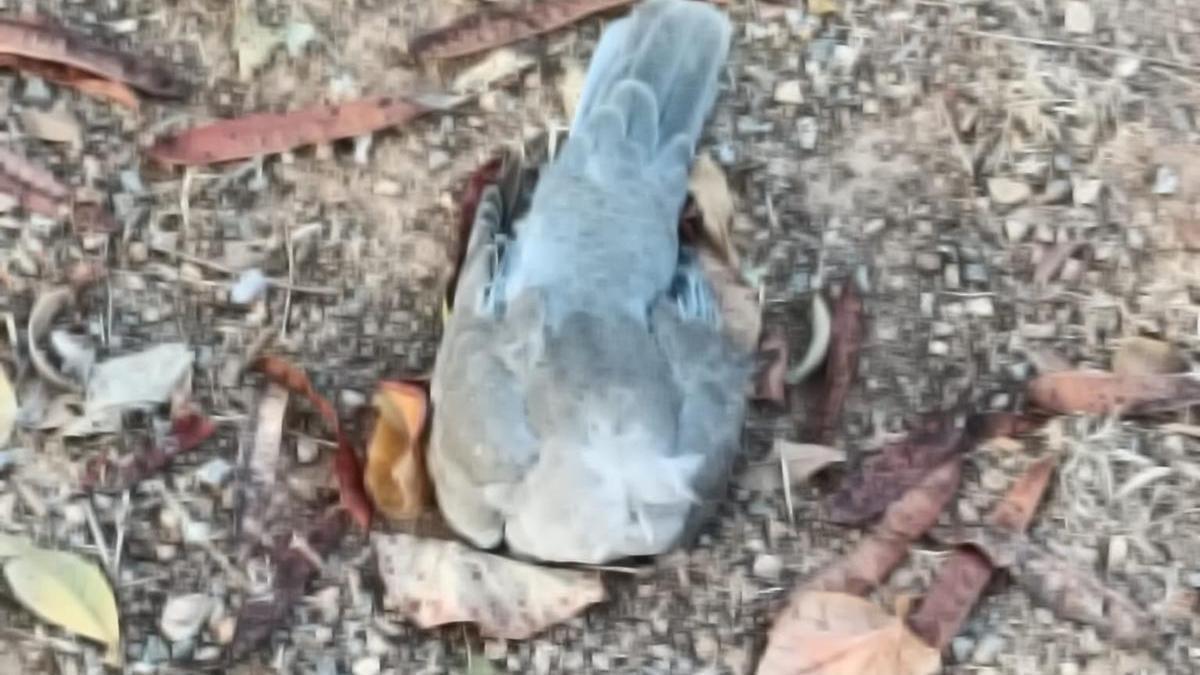 Una de las palomas sin vida