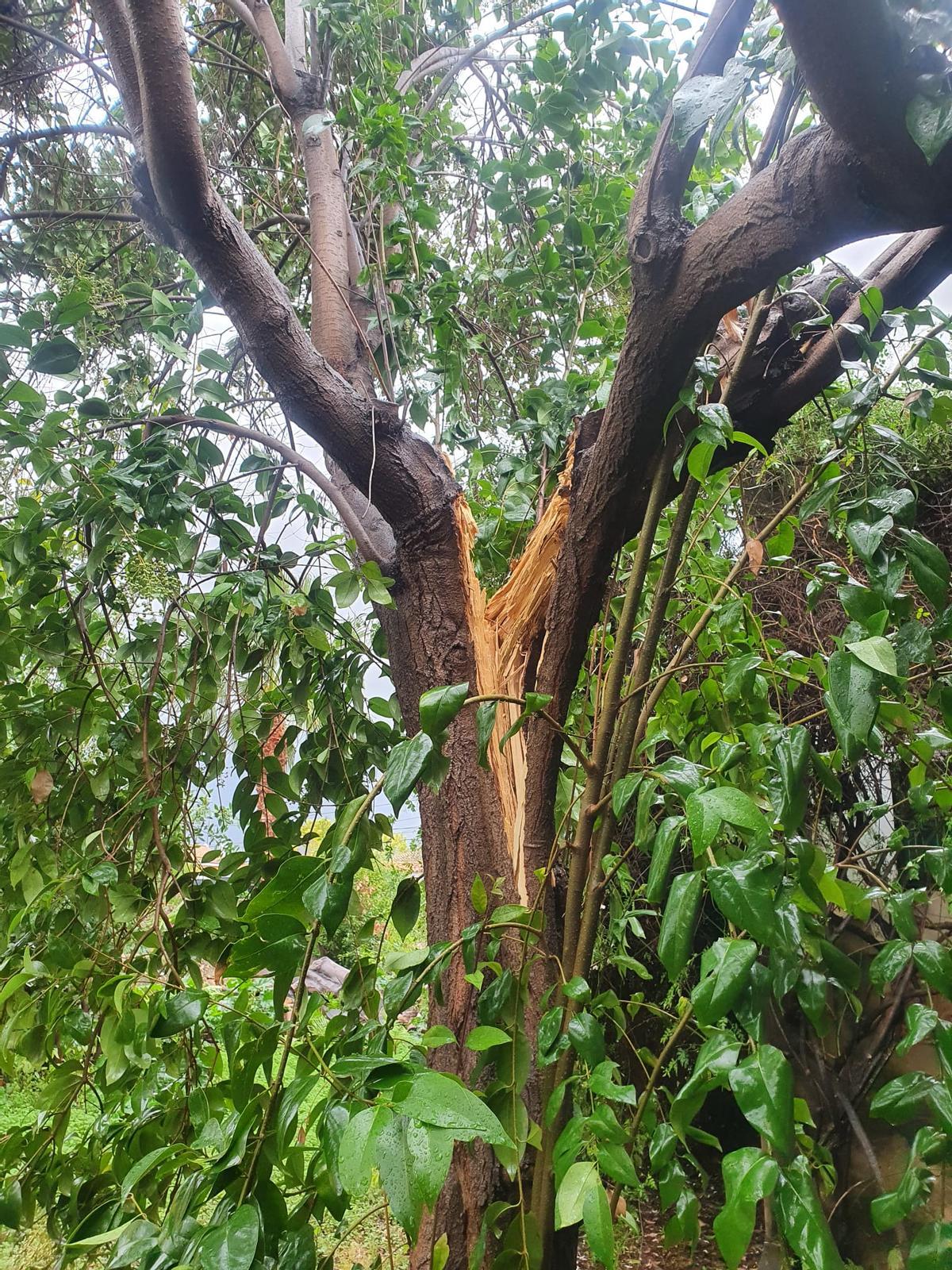 Un rayo ha partido este árbol junto a un maset de la calle Sedenyet de la Democràcia de Vila-real.