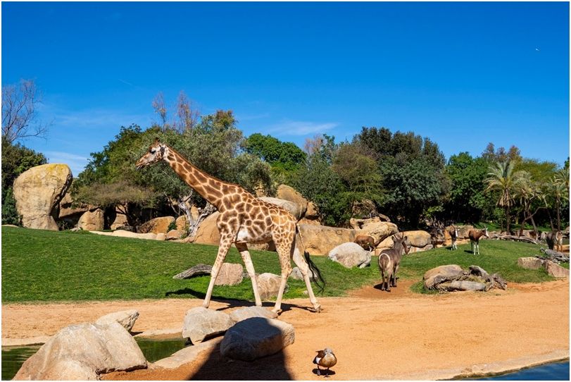 Los BIOPARC representan un nuevo modelo de &quot;parques de vida&quot; a través de una &quot;zoo-inmersión&quot;.