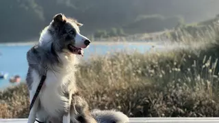 Mucho cuidado con el arnés que le pones a tu perro: una experta avisa del que debes utilizar para no provocarle lesiones