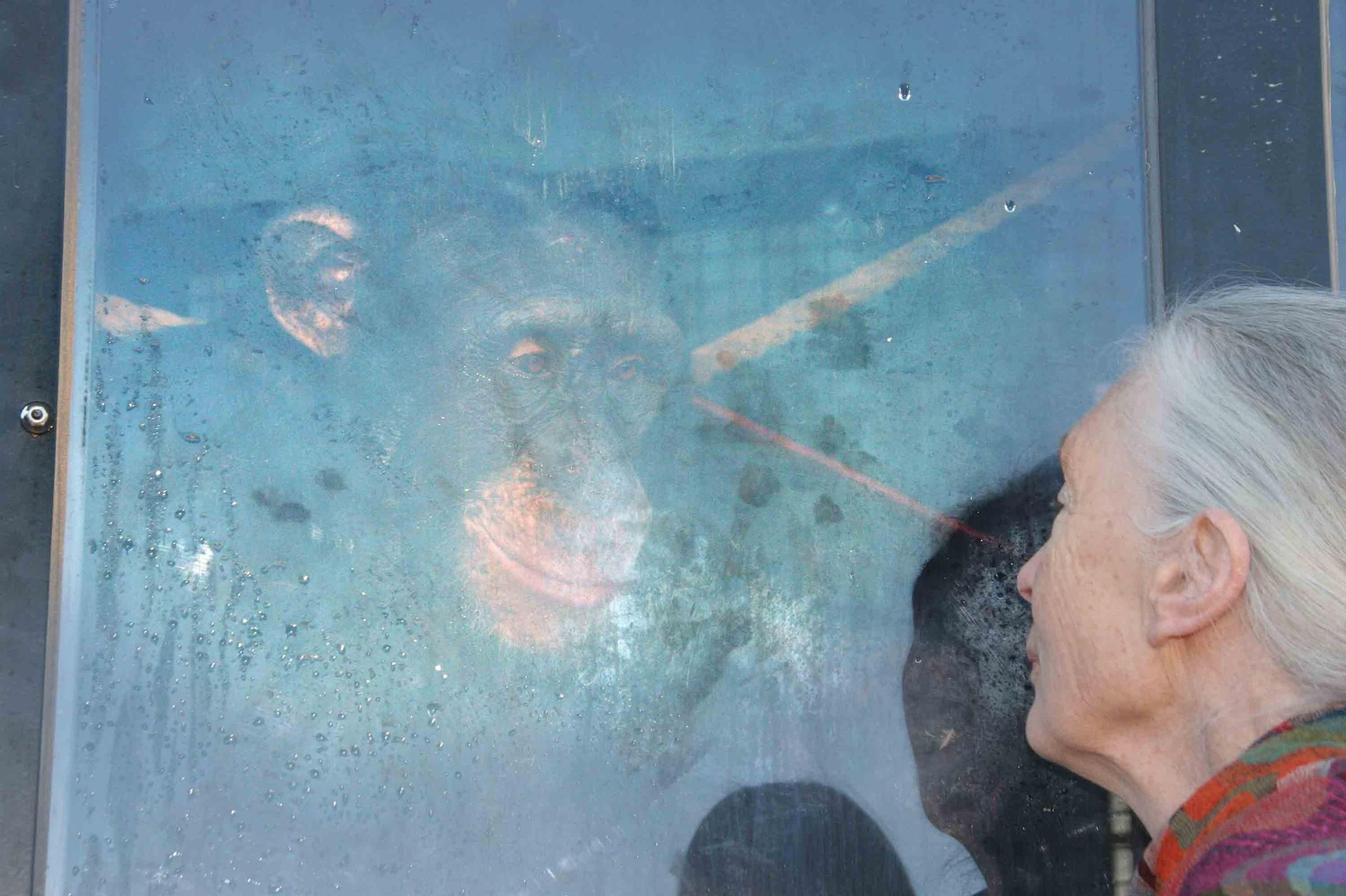 Fallece Jane Goodall, madrina de Primadomus y ‘honoris causa’ por la Universidad de Alicante