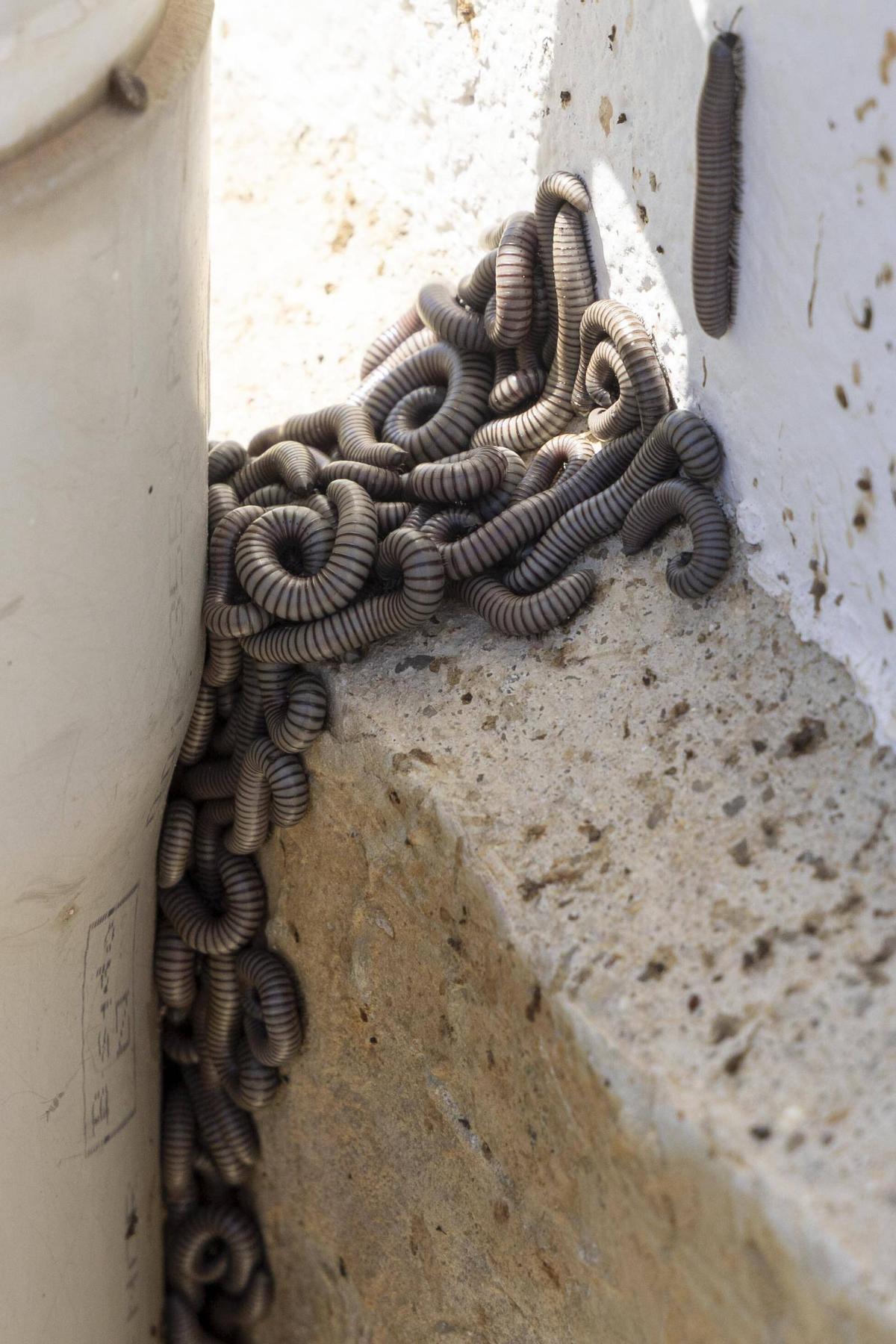 Milpiés en un chalet de la urbanización del Carraixet de Xàtiva.