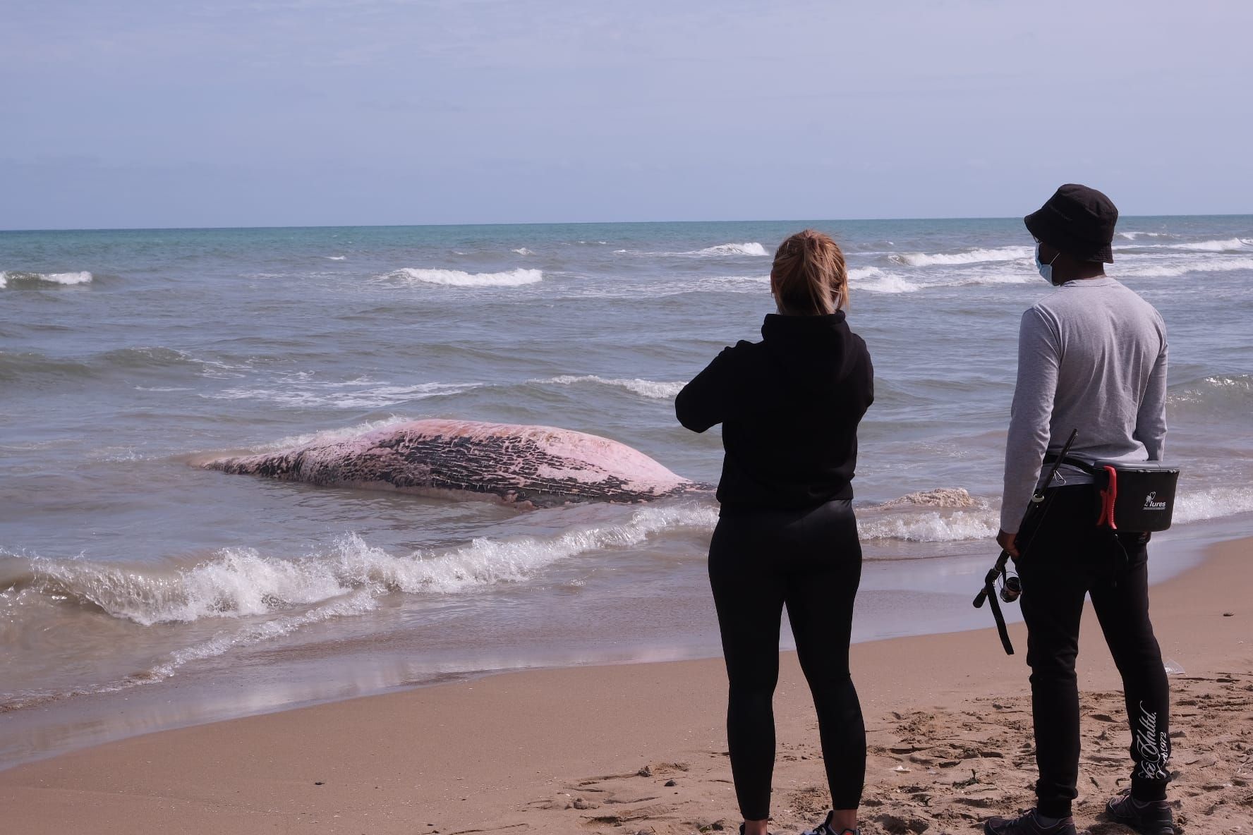 Aparece una ballena en Guadamar