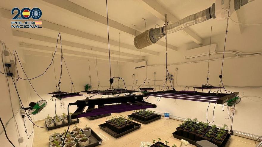 Police Dismantle Major Criminal Network Operating Through Tenerife Cannabis Clubs