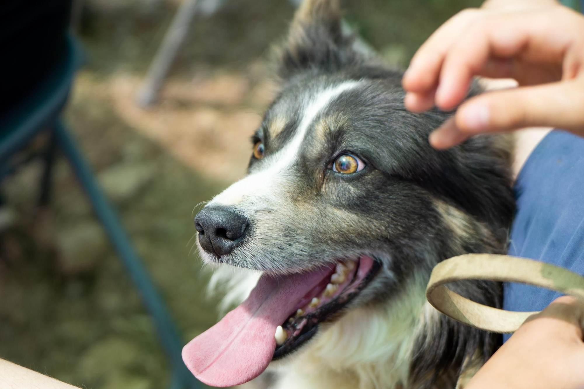 FOTOGALERÍA: Las imágenes del concurso de perros pastores de Ares del Maestrat