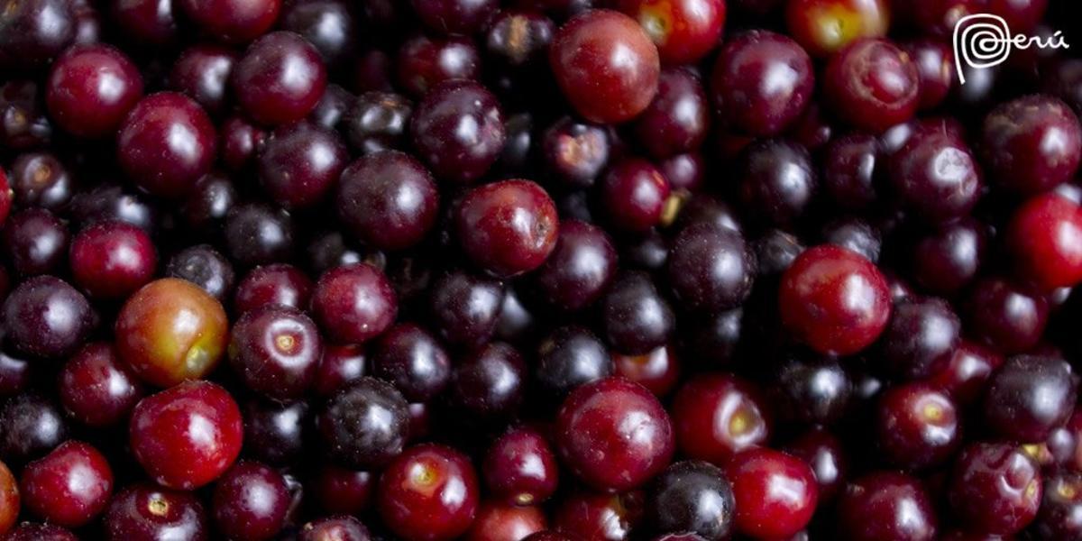 A pesar de su aparente parecido a las cerezas, el sabor del camu camu es muy diferente